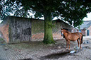 paard-poort-boerderij-140710-103