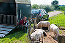 Oijense-Benedendijk-schapen-herder-140716-384