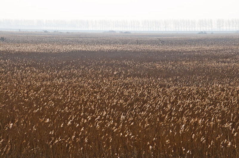 Natuurreservaat-Scheelhoek-120131-054