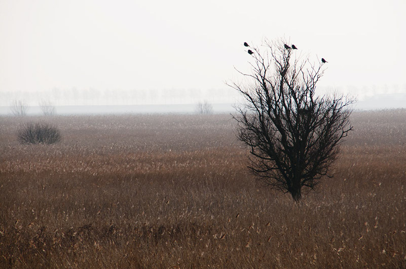 Natuurreservaat-Scheelhoek-120131-071