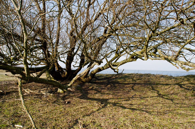 Natuurreservaat-Scheelhoek-120131-088