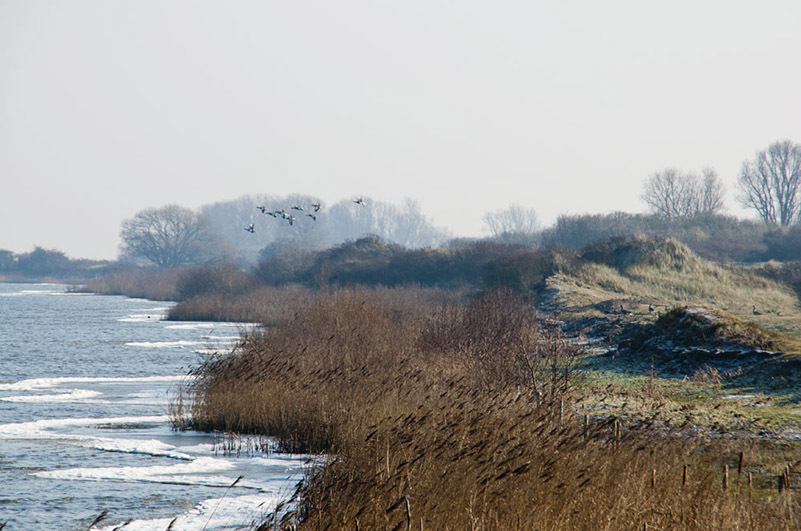 Natuurreservaat-Scheelhoek-120131-051