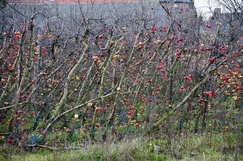 Blitterswijck-12242011-008