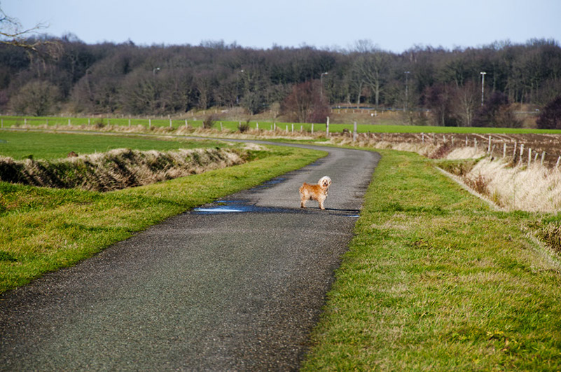 Simba-Broekhuizen-Blitterswijck-12242011-004